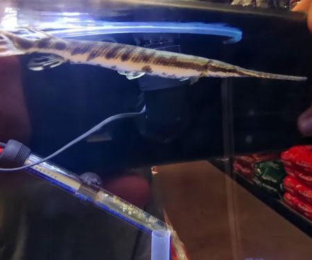Custom Aquariums by Design Inc