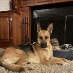 Valhalla Animal Hospital