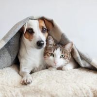 Hillsdale Animal Hospital ico