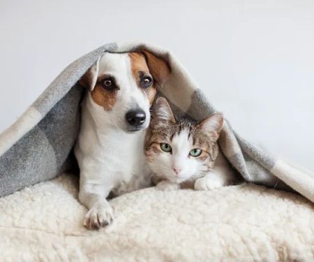 Hillsdale Animal Hospital