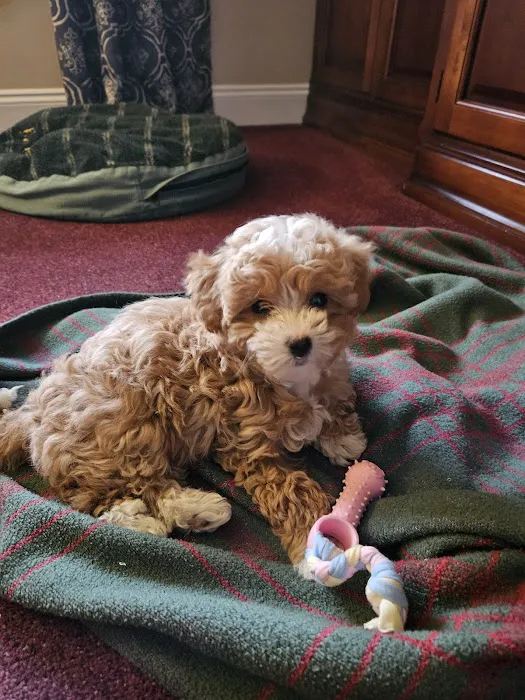 Park Ridge Animal Hospital Picture 1