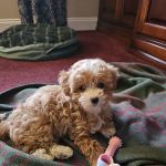 Park Ridge Animal Hospital