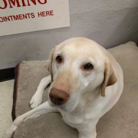 Pet Stop ico