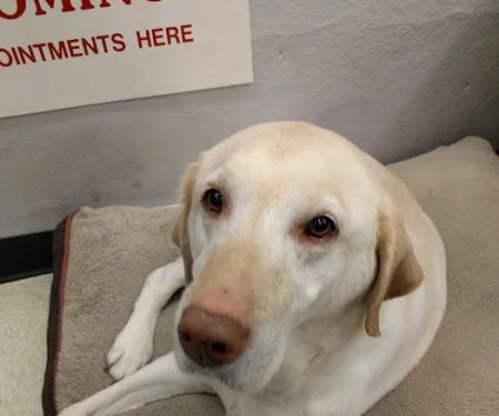 Pet Stop