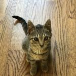 Paramus Animal Clinic