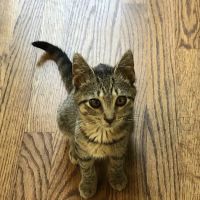 Paramus Animal Clinic ico