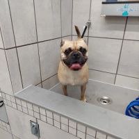 Pet Supplies Plus Leawood ico