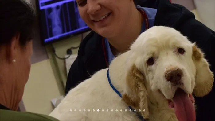 Oradell Animal Hospital - Paramus Picture 2