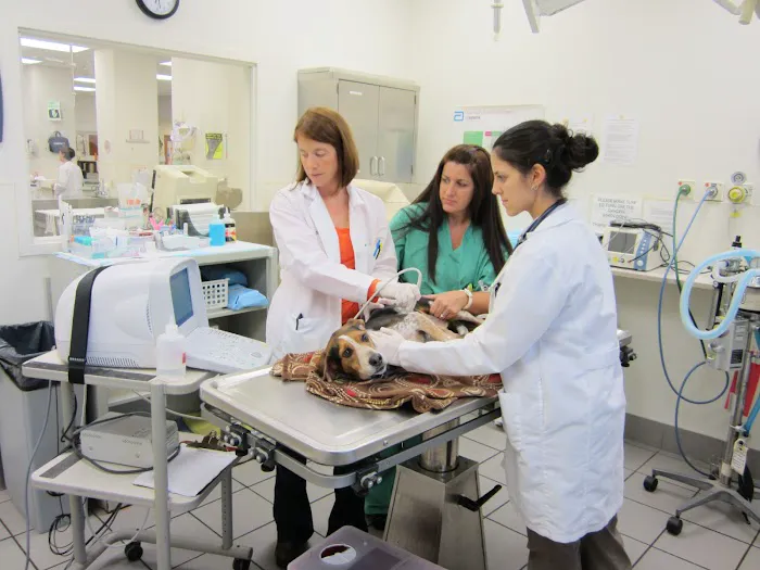 Oradell Animal Hospital - Paramus Picture 6