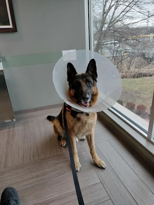 BluePearl Pet Hospital Picture 7
