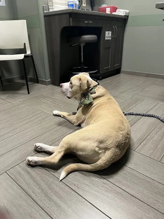 BluePearl Pet Hospital Picture 8