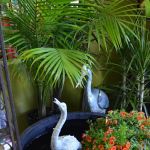 Kansas City Pond & Water Gardening
