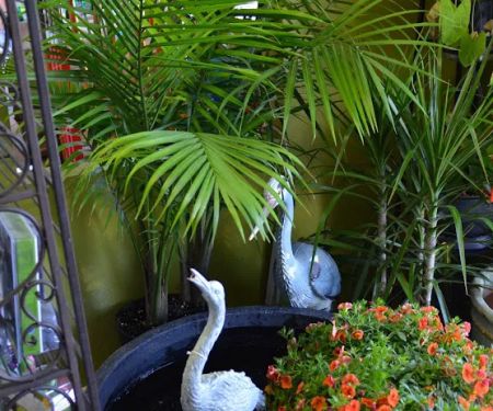 Kansas City Pond & Water Gardening