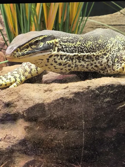 Exotic Pets Kansas City Picture 3