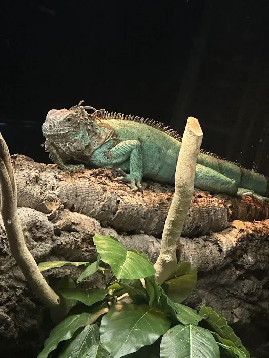 Exotic Pets Kansas City Picture 7