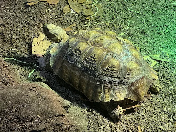Exotic Pets Kansas City Picture 9