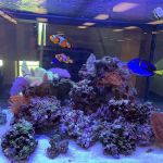 KC Aquatic Solutions