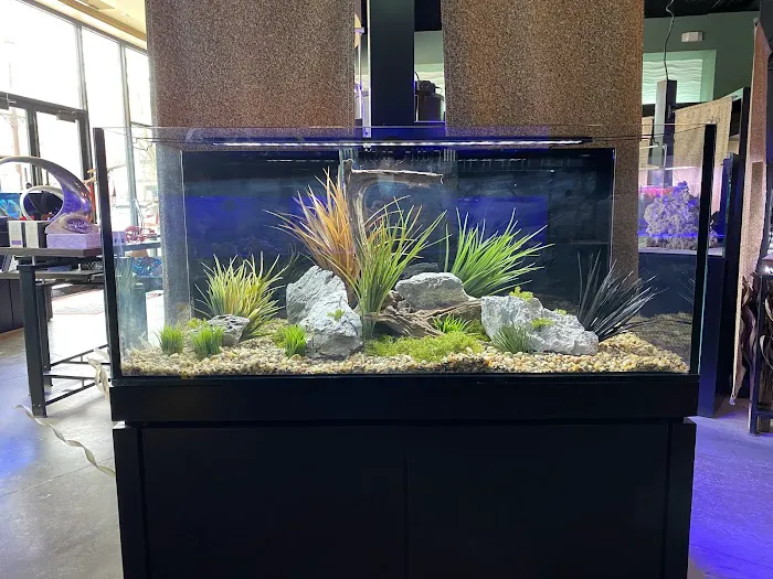 Picasso Exotic Aquatics Picture 8