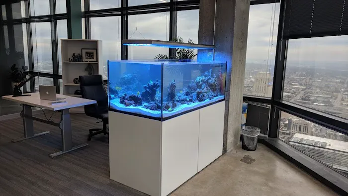 Picasso Exotic Aquatics Picture 5