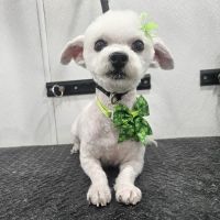 Nanuet Animal Hospital ico