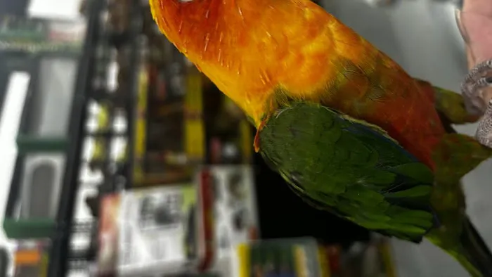 John’s Exotic Pet Store Picture 2