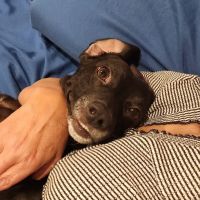 Montvale Animal Hospital ico