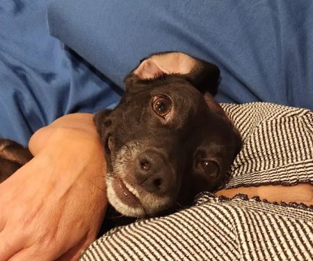 Montvale Animal Hospital