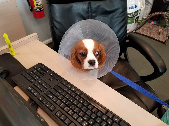 Montvale Animal Hospital Picture 8
