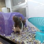 Petco