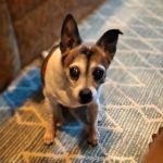 Parkview Animal Hospital