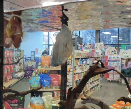Pet-Topia