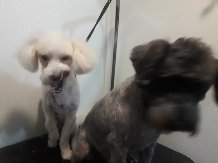 Passaic Pet Clinic Picture 4