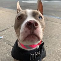 Blue Cross Dog & Cat Hospital ico