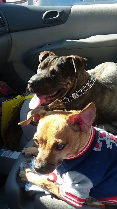 Blue Cross Dog & Cat Hospital Picture 3