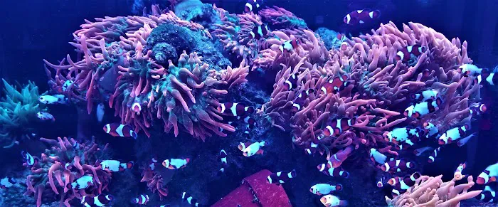 The Clownfish Shop (please call for appointment) Picture 1