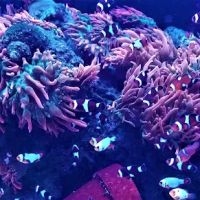 The Clownfish Shop (please call for appointment) ico