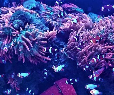 The Clownfish Shop (please call for appointment)