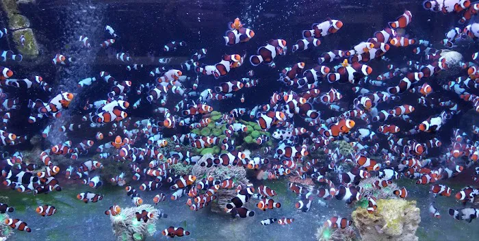 The Clownfish Shop (please call for appointment) Picture 2