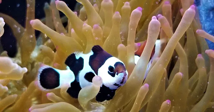 The Clownfish Shop (please call for appointment) Picture 6