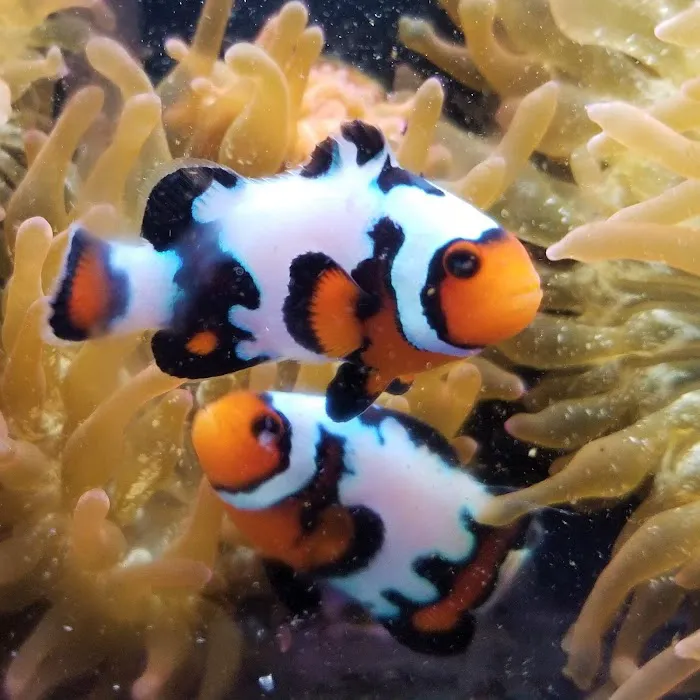 The Clownfish Shop (please call for appointment) Picture 7