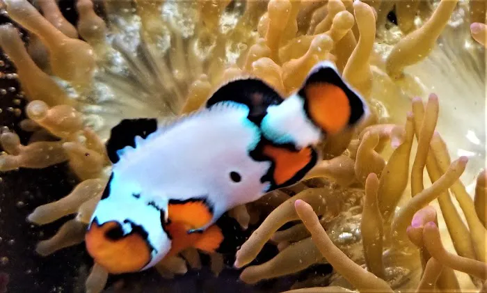 The Clownfish Shop (please call for appointment) Picture 8
