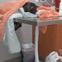 Sova Animal Hospital-Paterson ico