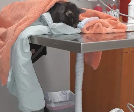 Sova Animal Hospital-Paterson