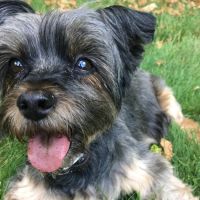 Animal Hospital Of Rutherford ico