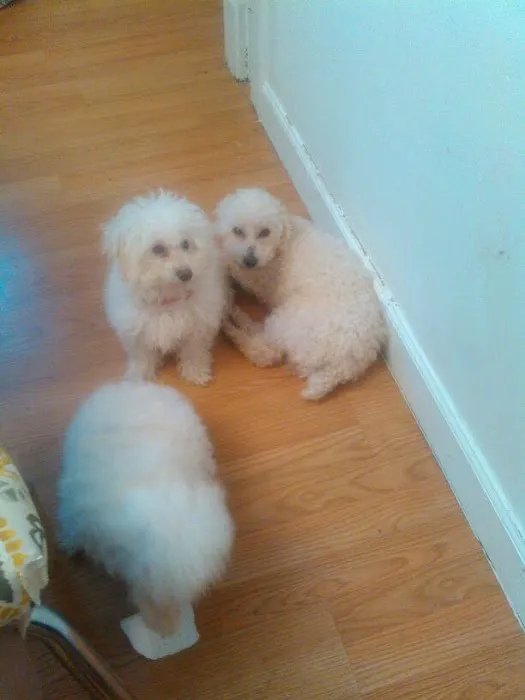 Animal Hospital Of Rutherford Picture 4