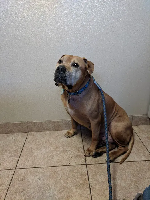 VCA Rutherford Animal Hospital Picture 10