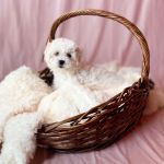 Petland North Kansas City