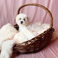 Petland North Kansas City ico