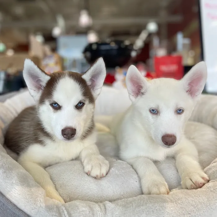 Petland North Kansas City Picture 3
