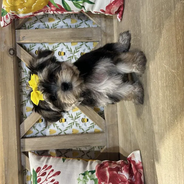 Petland North Kansas City Picture 9